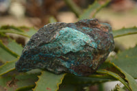 Natural Rough Blue Shattuckite Specimens  x 12 From Namibia - TopRock