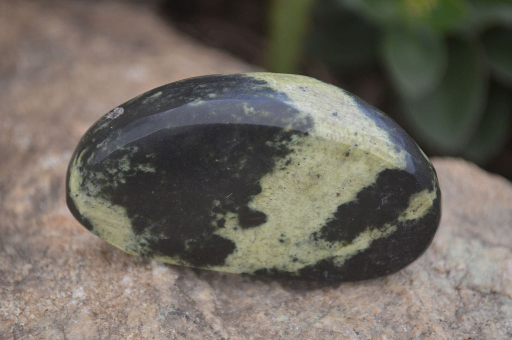 Polished Spotted Leopard Stone Free Forms  x 12 From Zimbabwe - Toprock Gemstones and Minerals 