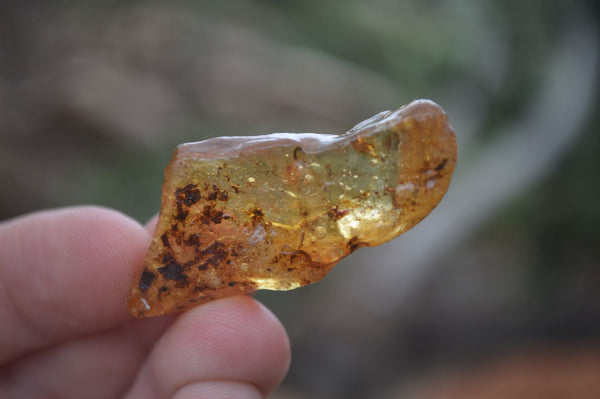 Natural Rare Copal Amber Specimens With Insects Embedded In Some  x 85 From Nosy Varika, Madagascar