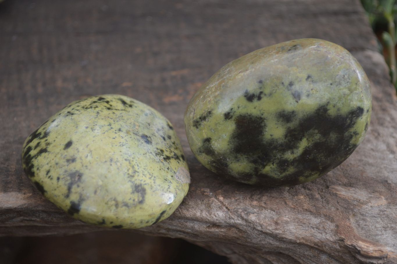 Polished Spotted Leopard Stone Free Forms  x 12 From Zimbabwe - Toprock Gemstones and Minerals 