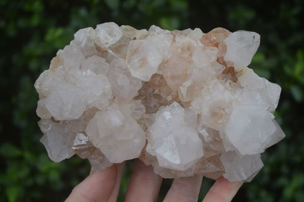 Natural White Spirit Cactus Quartz Clusters  x 2 From Boekenhouthoek, South Africa - Toprock Gemstones and Minerals 