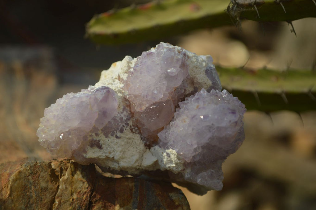 Natural Spirit Amethyst Quartz Clusters x 6 From Boekenhouthoek, South Africa - Toprock Gemstones and Minerals 