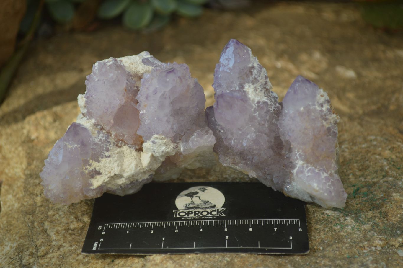 Natural Spirit Amethyst Quartz Clusters x 6 From Boekenhouthoek, South Africa - Toprock Gemstones and Minerals 