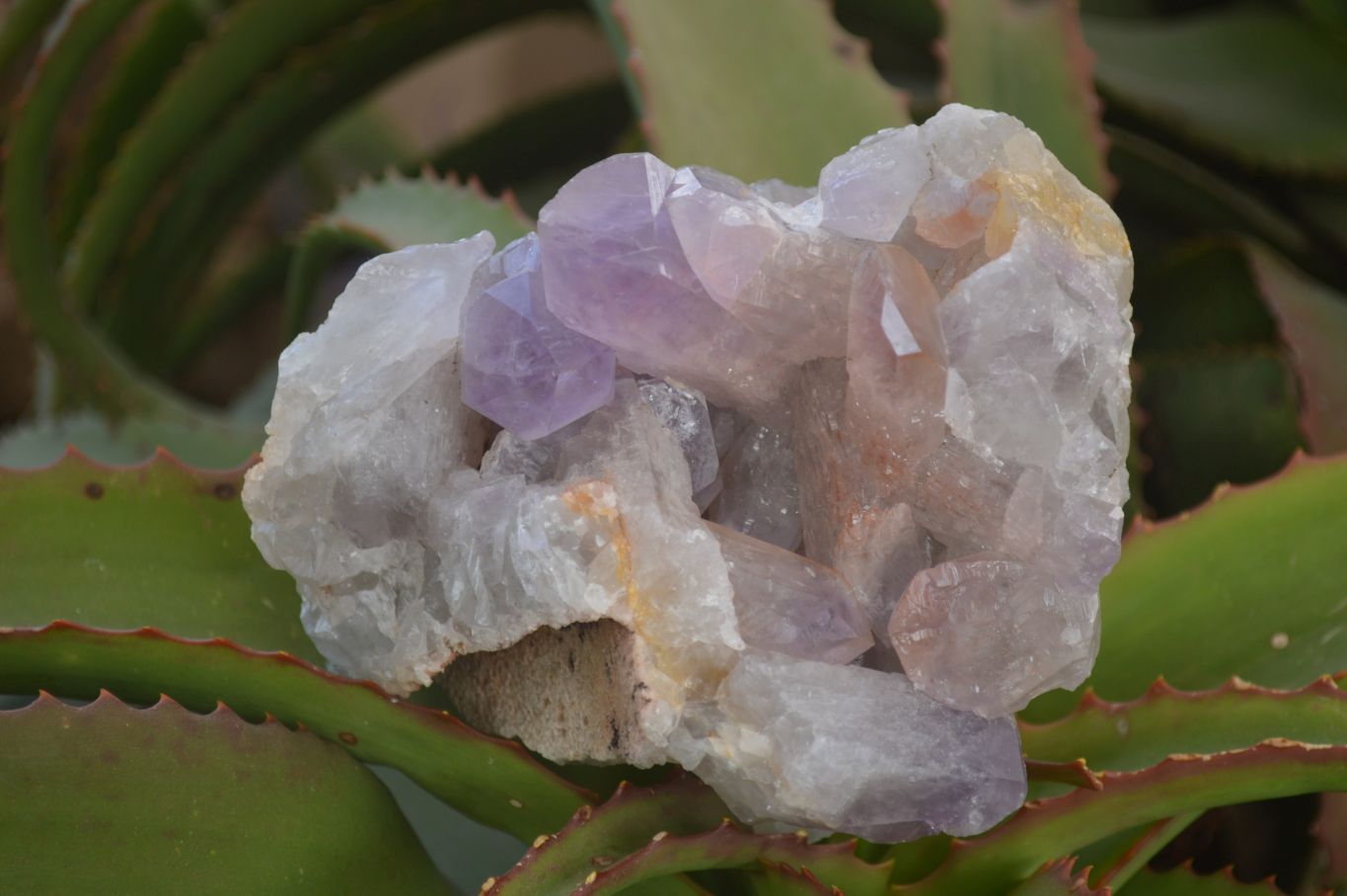 Natural Jacaranda Amethyst Clusters x 2 From Zambia - Toprock Gemstones and Minerals 