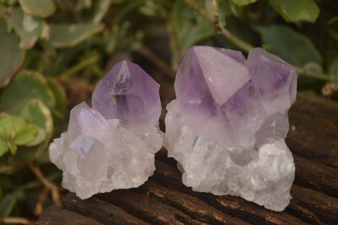 Natural Jacaranda Amethyst Crystals x 12 From Mumbwa, Zambia - Toprock Gemstones and Minerals 