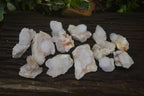 Natural White Cactus Flower Spirit Quartz Specimens x 12 From Boekenhouthoek, South Africa - Toprock Gemstones and Minerals 