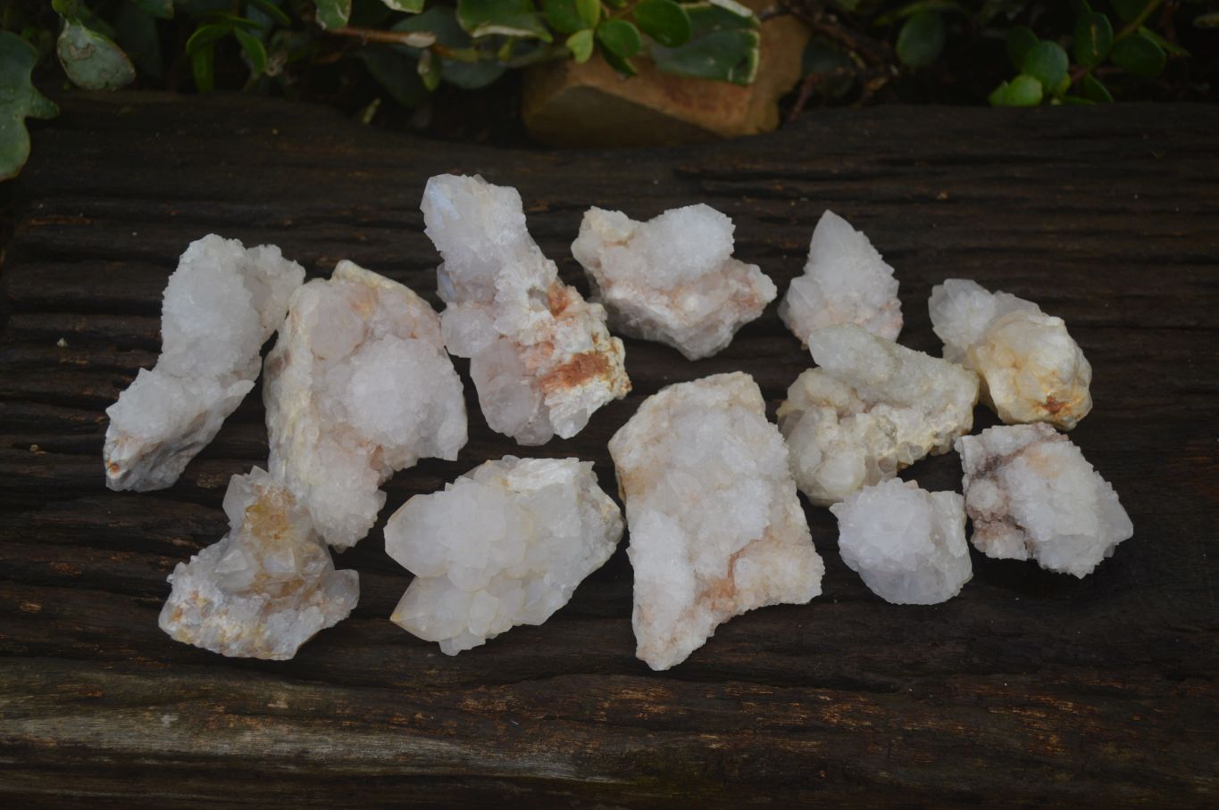 Natural White Cactus Flower Spirit Quartz Specimens x 12 From Boekenhouthoek, South Africa - Toprock Gemstones and Minerals 
