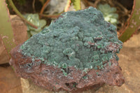 Natural Drusy Coated Ball Malachite On Dolomite Specimen  x 1 From Likasi, Congo - Toprock Gemstones and Minerals 