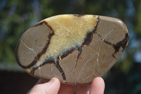 Polished Septerye Free Form Slices   x 6 From Mahajanga, Madagascar - Toprock Gemstones and Minerals 