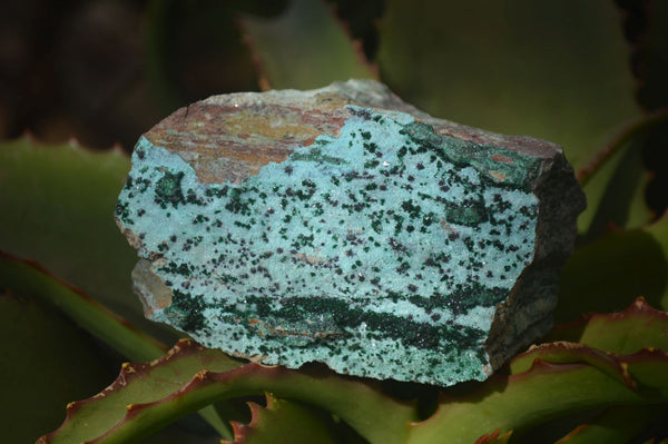 Natural Drusy Coated Chrysocolla Specimens x 3 From Kakanda, Congo - Toprock Gemstones and Minerals 