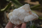 Natural White Cactus Flower Spirit Quartz Specimens x 12 From Boekenhouthoek, South Africa - Toprock Gemstones and Minerals 