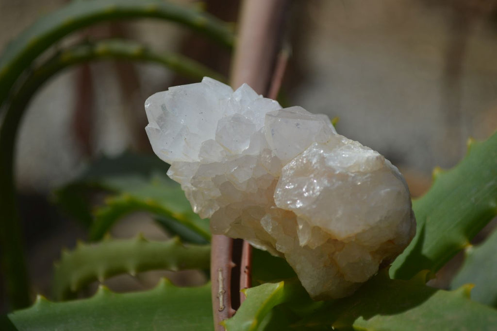 Natural White Cactus Flower Spirit Quartz Specimens x 12 From Boekenhouthoek, South Africa - Toprock Gemstones and Minerals 