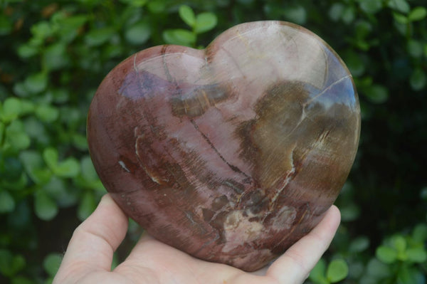 Polished Petrified Red Podocarpus Wood Heart x 1 From Madagascar - Toprock Gemstones and Minerals 