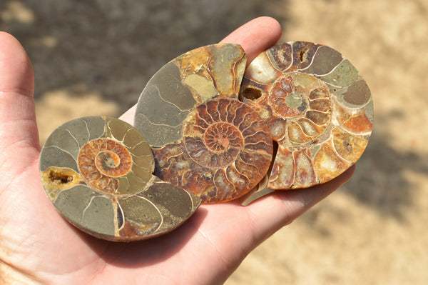 Polished & Cut Matching Ammonite Fossil Pairs  x 11 From Tulear, Madagascar - TopRock