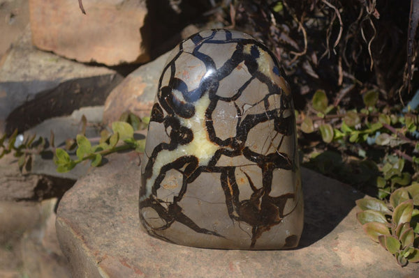 Polished Large Septaria (Calcite & Aragonite) Standing Free Form  x 1 From Madagascar - Toprock Gemstones and Minerals 