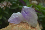 Natural Single Jacaranda Amethyst Crystals x 12 From Mumbwe, Zambia - Toprock Gemstones and Minerals 