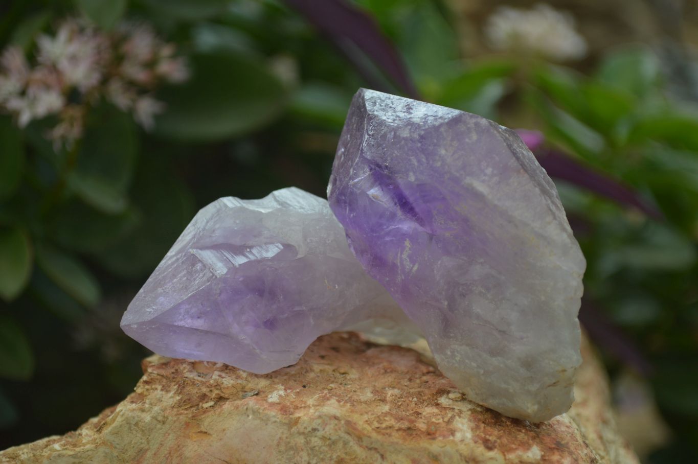 Natural Single Jacaranda Amethyst Crystals x 12 From Mumbwe, Zambia - Toprock Gemstones and Minerals 