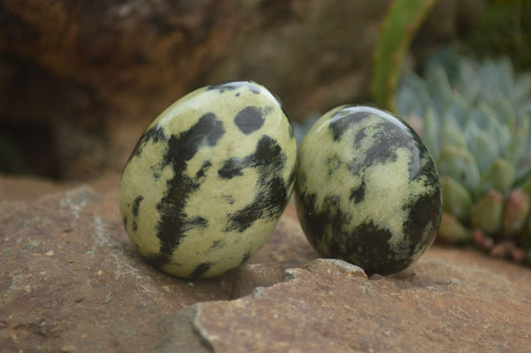 Polished Leopard Stone Eggs  x 12 From Zimbabwe - TopRock