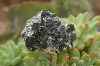 Natural Schorl Black Tourmaline Specimens x 12 From Erongo, Namibia