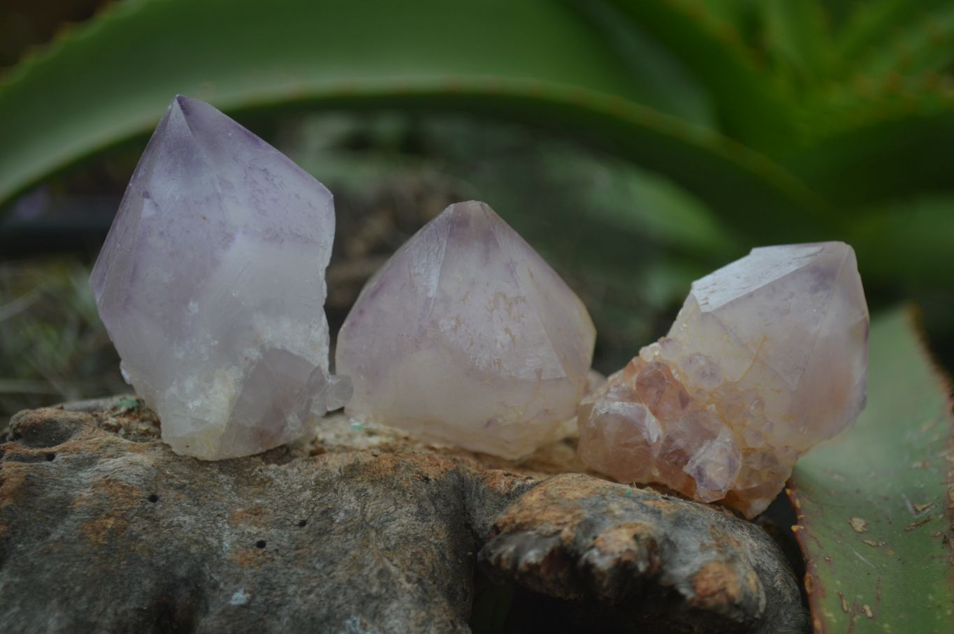 Natural Single Spirit Amethyst Quartz Crystals  x 24 From Boekenhouthoek, South Africa - Toprock Gemstones and Minerals 