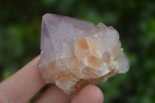 Natural Single Spirit Amethyst Quartz Crystals  x 24 From Boekenhouthoek, South Africa - Toprock Gemstones and Minerals 