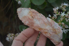 Natural Pink Candle Quartz Specimens   x 5 From Madagascar - Toprock Gemstones and Minerals 