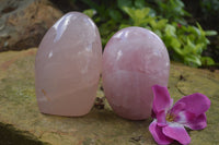 Polished Pink Rose Quartz Standing Free Forms x 2 From Ambatondrazaka, Madagascar - TopRock