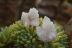 Natural Small Mixed Spirit Quartz Clusters / Crystals  x 24 From Boekenhouthoek, South Africa - TopRock