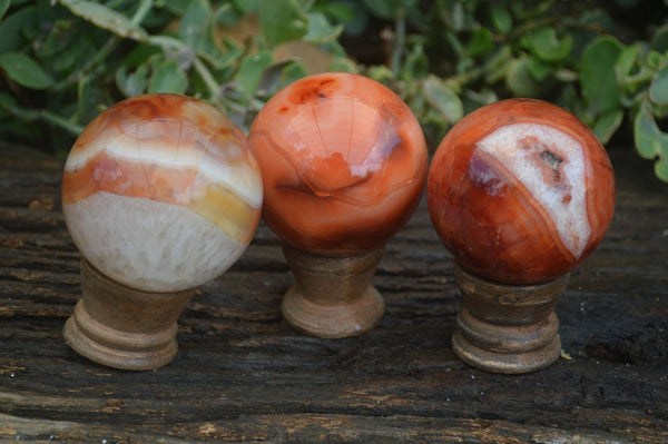 Polished Carnelian Agate Spheres With Wooden Stands  x 6 From Madagascar - Toprock Gemstones and Minerals 