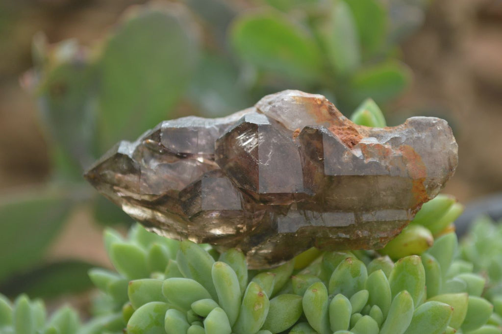 Natural Large Smokey Amethyst / Window Amethyst Crystals  x 6 From Chiredzi, Zimbabwe - Toprock Gemstones and Minerals 