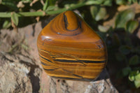 Polished Golden Tigers Eye Free Forms x 6 From Prieska, South Africa