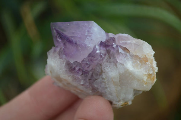 Natural Dark Purple Spirit Amethyst Crystals  x 20 From Boekenhouthoek, South Africa