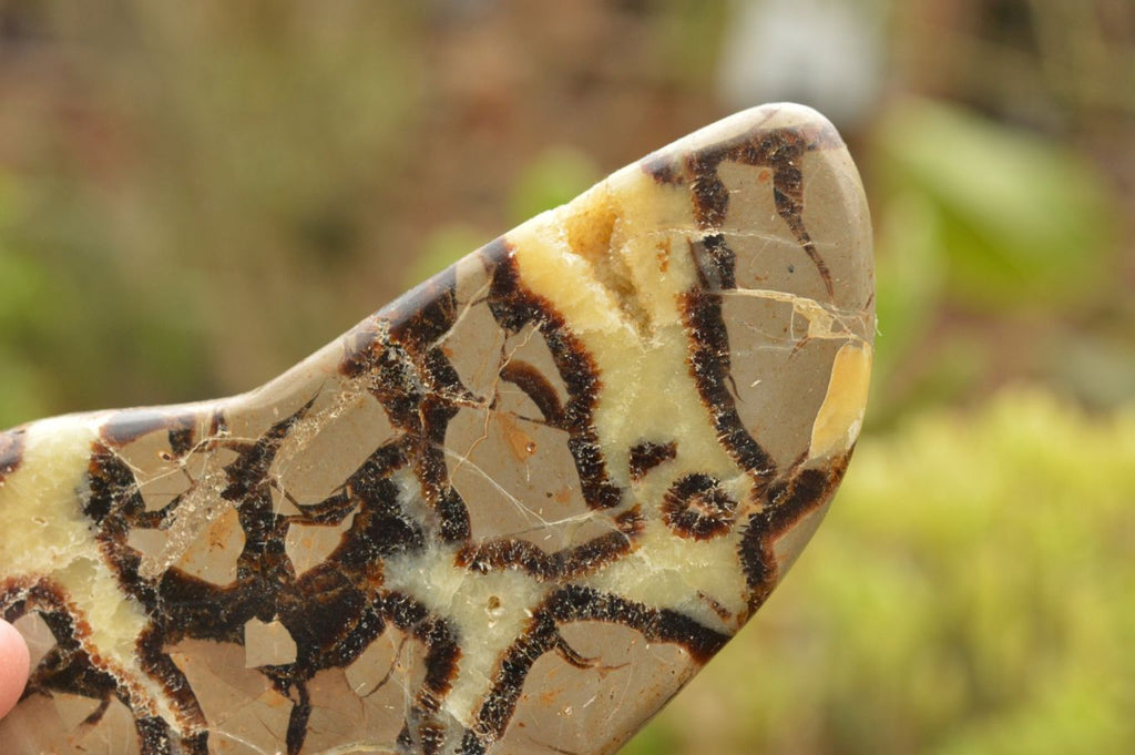 Polished Septerye (Calcite & Aragonite) Slices  x 4 From Mahajanga, Madagascar - TopRock