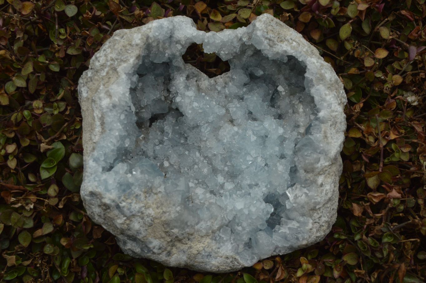 Natural Gorgeous Crystalline Pale Blue Celestite Geode Specimen x 1 Fr ...
