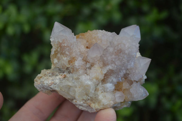 Natural Mixed Spirit Amethyst Quartz Clusters  x 12 From Boekenhouthoek, South Africa