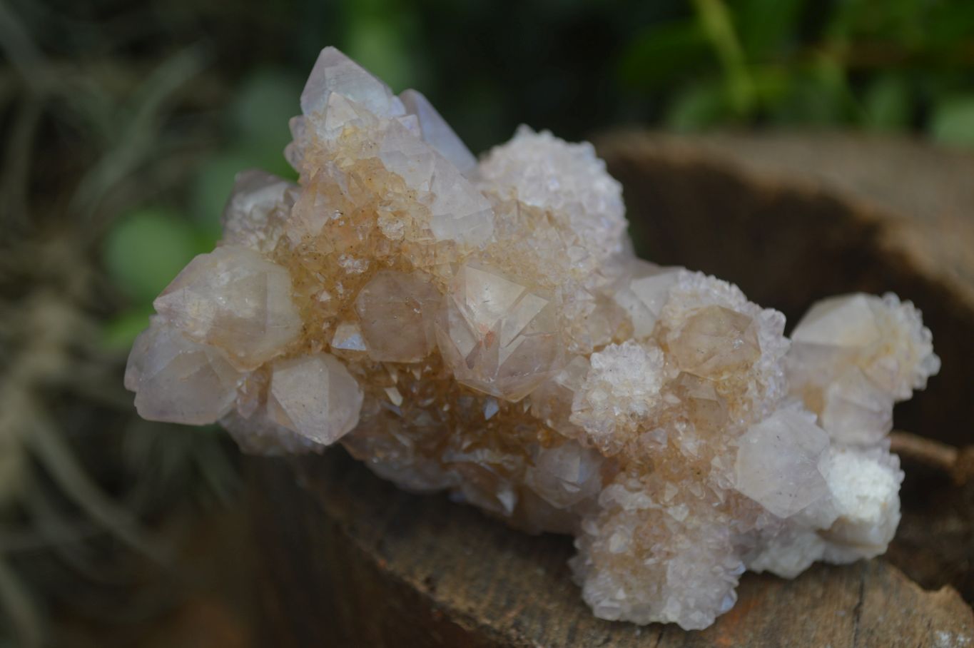 Natural Mixed Spirit Amethyst Quartz Clusters  x 12 From Boekenhouthoek, South Africa - Toprock Gemstones and Minerals 