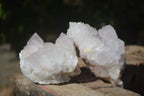 Natural Large White Cactus Flower Spirit Quartz Clusters  x 3 From Boekenhouthoek, South Africa - Toprock Gemstones and Minerals 