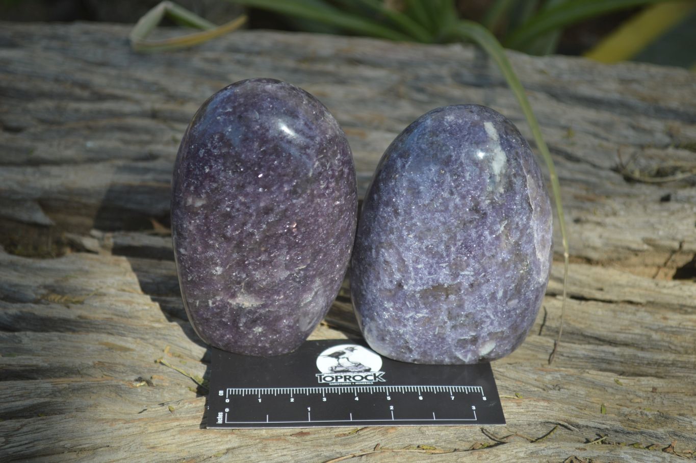 Polished Purple Lepidolite Standing Free Forms  x 6 From Madagascar - Toprock Gemstones and Minerals 