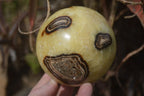 Polished Septaria (Calcite & Aragonite) Spheres  x 4 From Madagascar - Toprock Gemstones and Minerals 