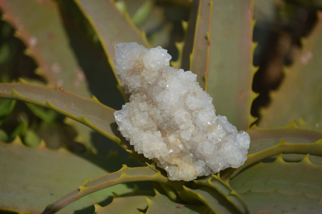 Natural Mixed Spirit Quartz Specimens x 24 From Boekenhouthoek, South Africa - Toprock Gemstones and Minerals 
