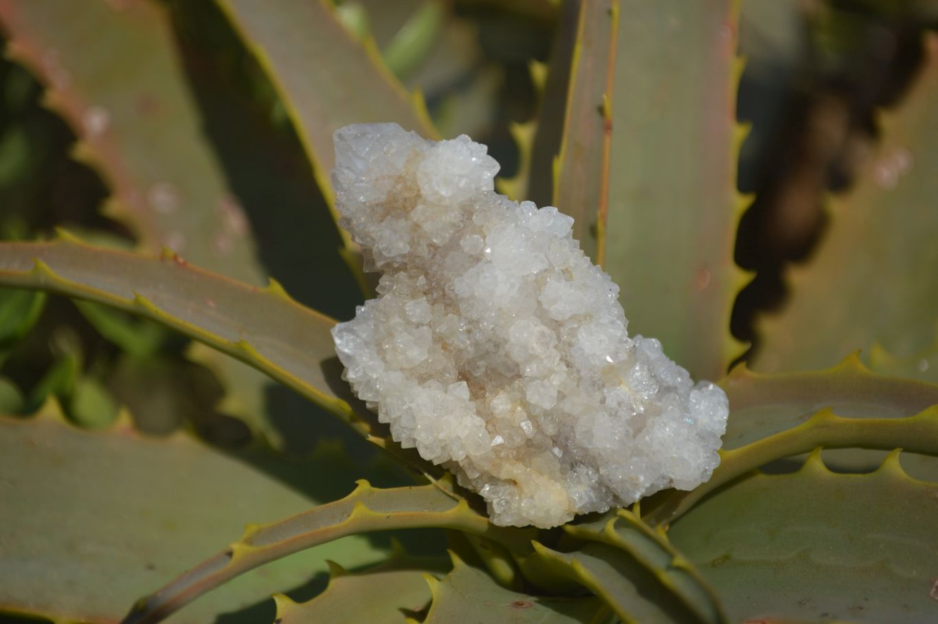 Natural Mixed Spirit Quartz Specimens x 24 From Boekenhouthoek, South Africa - Toprock Gemstones and Minerals 