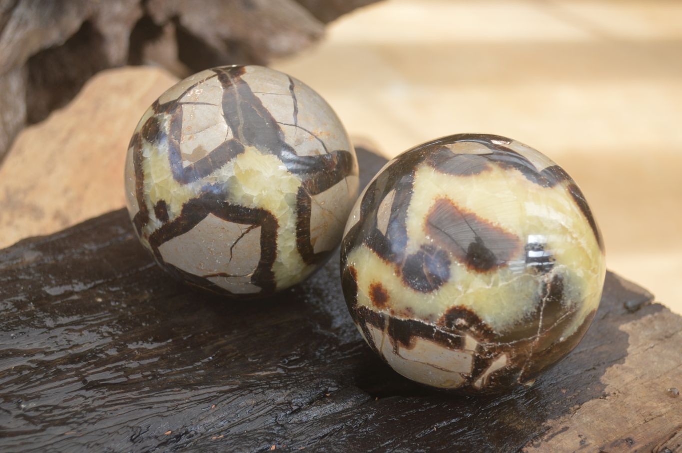 Polished Septaria (Calcite & Aragonite) Spheres  x 4 From Madagascar - Toprock Gemstones and Minerals 