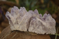 Natural Sugar Amethyst Clusters  x 6 From Solwezi, Zambia - Toprock Gemstones and Minerals 
