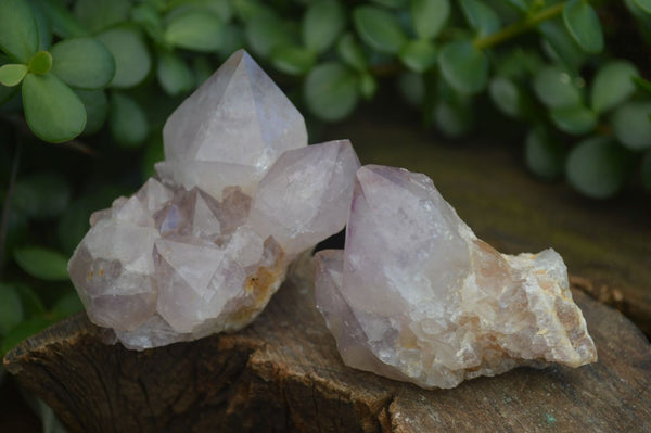 Natural Spirit Amethyst Cactus Quartz Clusters  x 12 From Boekenhouthoek, South Africa - Toprock Gemstones and Minerals 