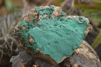 Natural Micro Botryoidal Crystalline Malachite Specimens  x 4 From Tenke Fungurume, Congo - TopRock