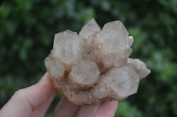Natural White Phantom Smokey Quartz Clusters  x 3 From Congo - Toprock Gemstones and Minerals 