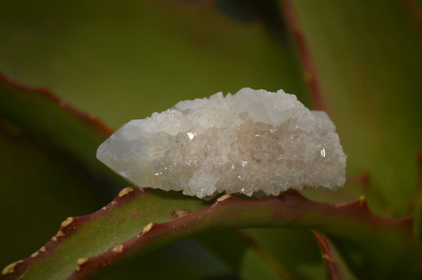 Natural Small White Spirit Quartz Crystals x 70 From Boekenhouthoek, South Africa - Toprock Gemstones and Minerals 