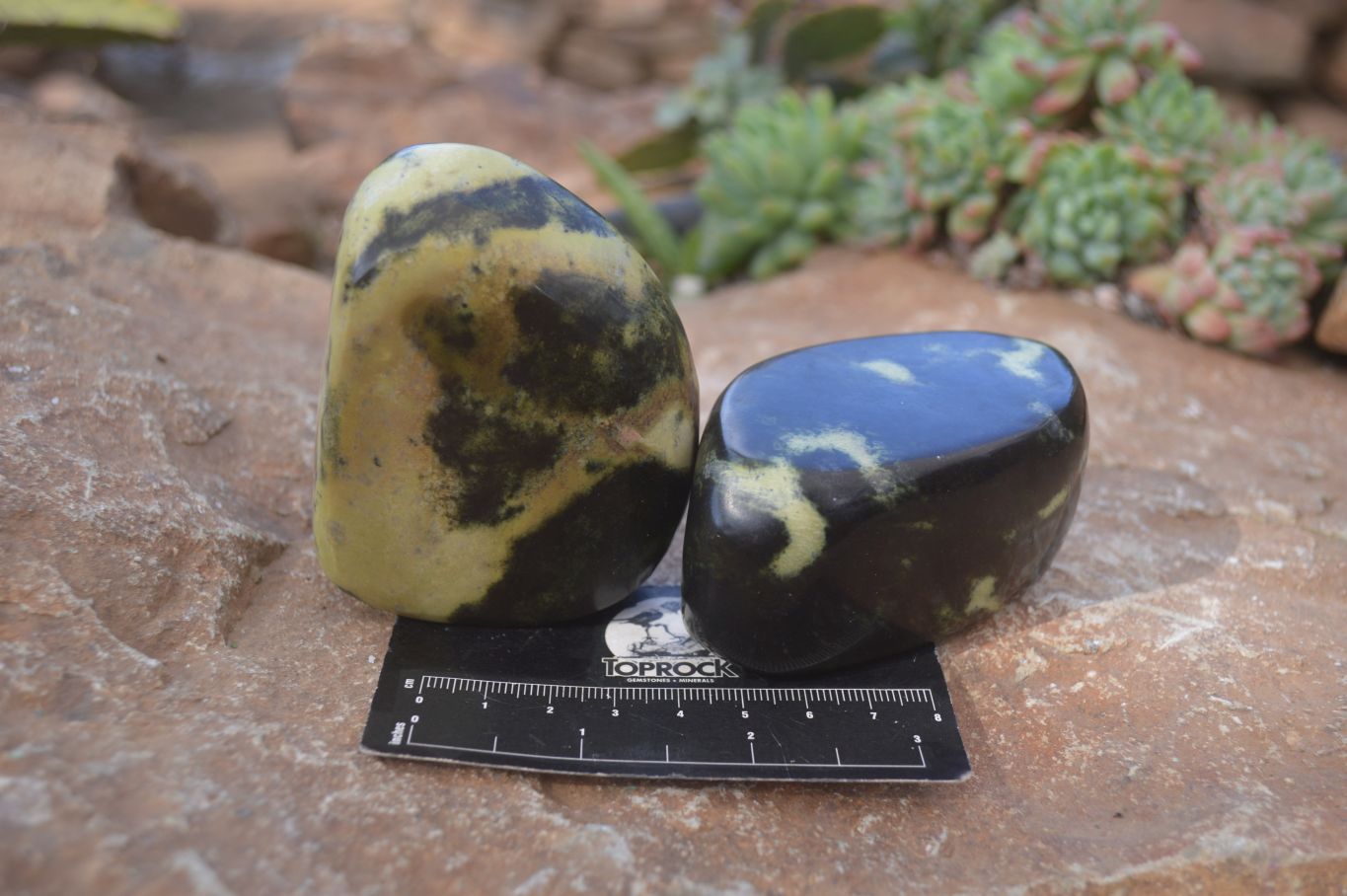 Polished Leopard Stone Free Forms  x 6 From Inyanga, Zimbabwe - Toprock Gemstones and Minerals 