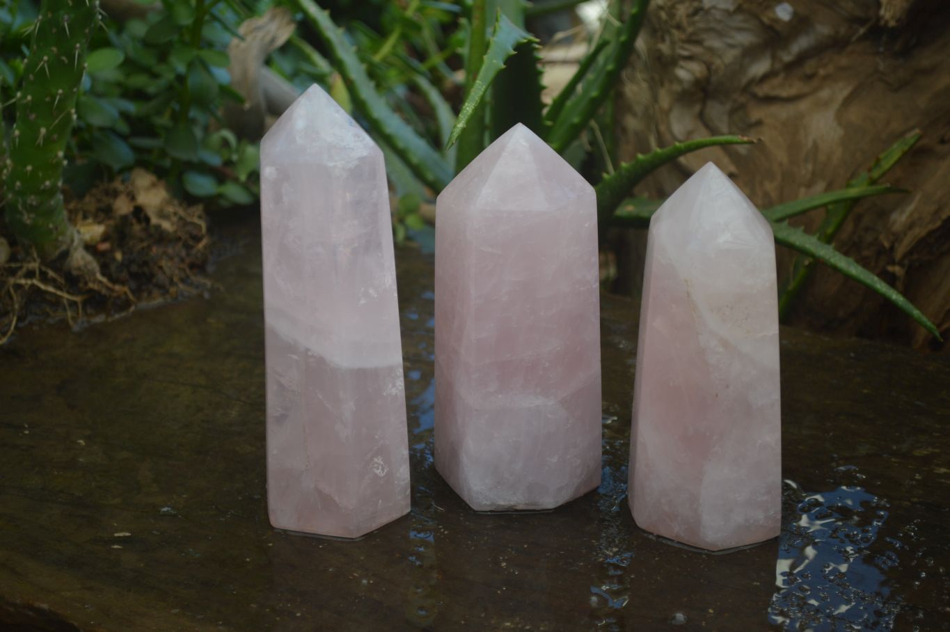 Polished Pink Rose Quartz Points  x 3 From Madagascar - Toprock Gemstones and Minerals 