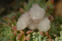 Natural Small White Spirit Quartz Crystals x 70 From Boekenhouthoek, South Africa - Toprock Gemstones and Minerals 